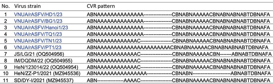 Hình 2. So sánh sự khác biệt vùng CVR giữa các chủng rASFV I/II Việt Nam, Trung Quốc và các chủng genotype I từ Trung Quốc, được thu thập từ đàn lợn nuôi ở Việt Nam và Trung Quốc. Các số trong ngoặc đơn là mã số GenBank. ASFV – Vi rút dịch tả lợn châu Phi; rASFV I/II – ASFV tái tổ hợp thuộc genotype I và II; CVR – vùng biến đổi trung tâm.
