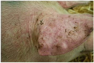 Hình 2. Xuất huyết da ở tai và gốc tai heo nhiễm Candidatus Mycoplasma haemosuis