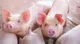 Tổng quan về các loài mycoplasma lây nhiễm qua đường máu trên lợn (Phần 2) Bệnh Heo Tổng quan về các loài mycoplasma lây nhiễm qua đường máu trên lợn (Phần 2)