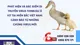 Bệnh Truyền Lây Phát hiện và đặc điểm di truyền virus tembusu ở vịt tại miền bắc việt nam: cảnh báo từ những chủng virus mới